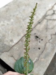 Coleus monostachyus