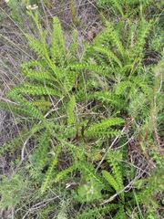 Berkheya carduoides