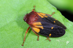 Mahanarva fraseri