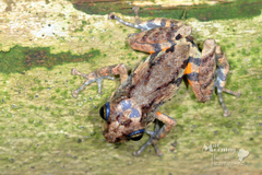 Pristimantis altamazonicus