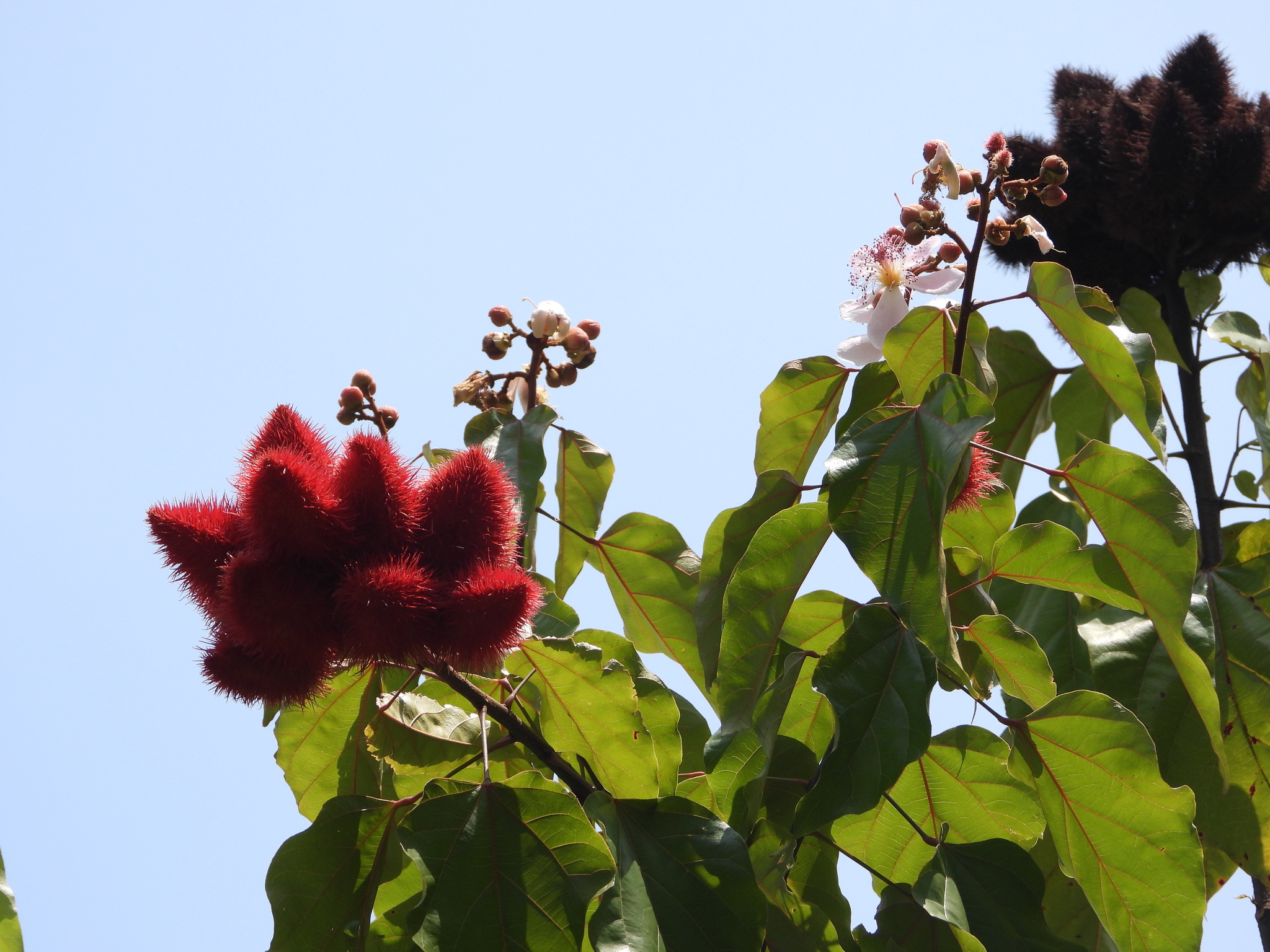 Lipsticktree (Bixa orellana)