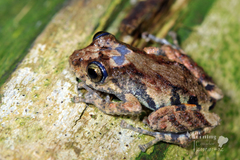 Pristimantis altamazonicus