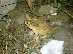 Duttaphrynus melanostictus