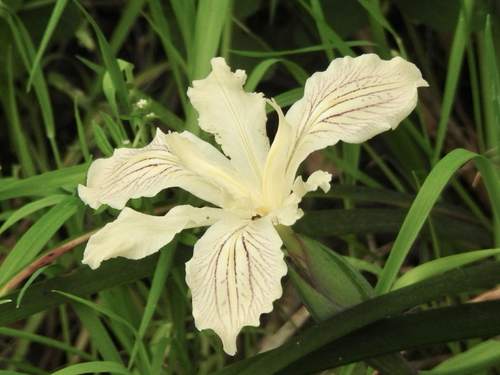 Purdy's Iris (Iris purdyi)