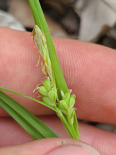eastern woodland sedge (Carex blanda)