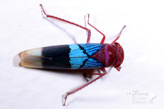 Amblyscarta opulenta