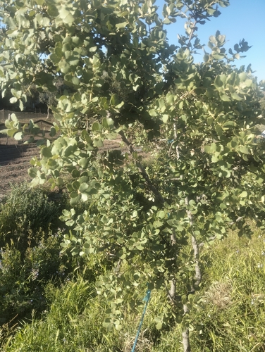 sweet acorn oak