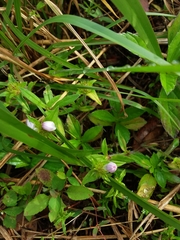 Richardia grandiflora