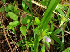 Richardia grandiflora