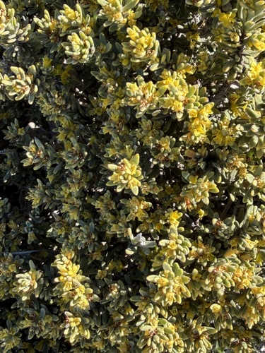 Twisted thymelaea (Thymelaea tinctoria)