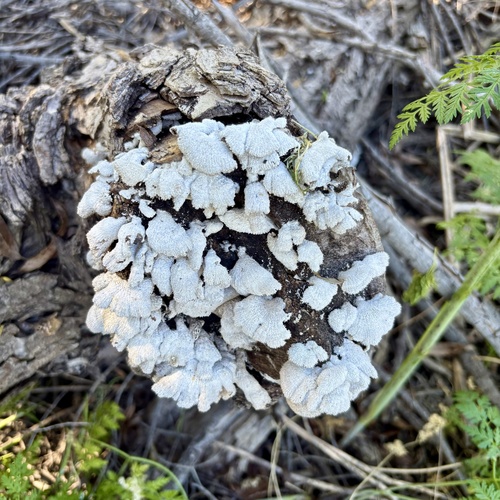iNaturalist observation photo of splitgill mushroom