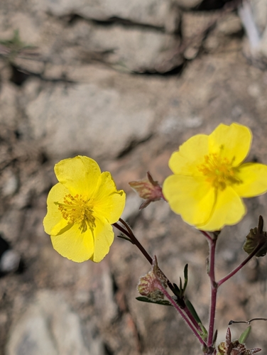 Smooth Needle-Rockrose (Fumana laevis)