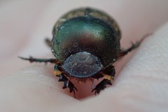 Onthophagus plebejus