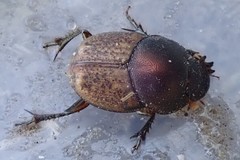 Onthophagus plebejus