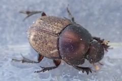 Onthophagus plebejus