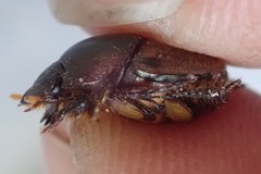 Onthophagus plebejus