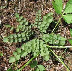 Cardamine parviflora