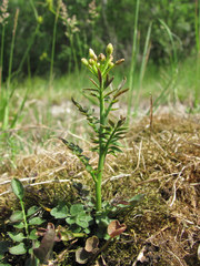 Cardamine parviflora