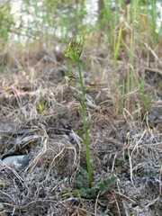 Cardamine parviflora
