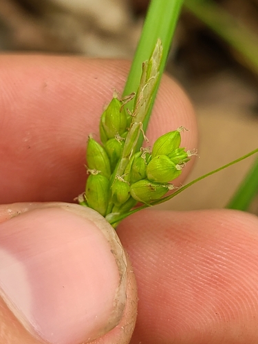 Eastern Narrowleaf Sedge (Carex amphibola)
