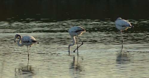 iNaturalist: (c) Giampiero Giuliani, some rights reserved (CC BY-NC), uploaded by Giampiero Giuliani iNaturalist image