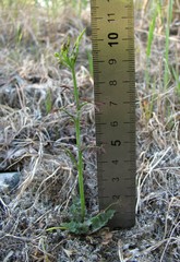 Cardamine parviflora