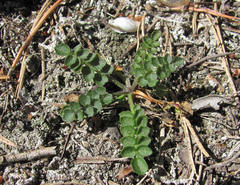 Cardamine parviflora