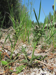 Cardamine parviflora