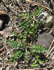 Cardamine parviflora