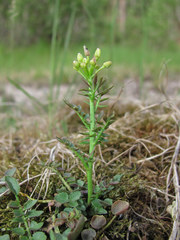 Cardamine parviflora