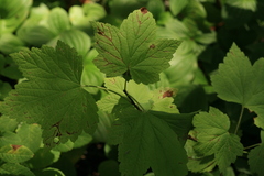 Ribes latifolium