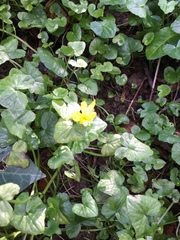 Ficaria verna