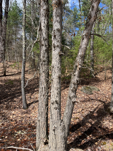 Swamp White Oak (Quercus bicolor)