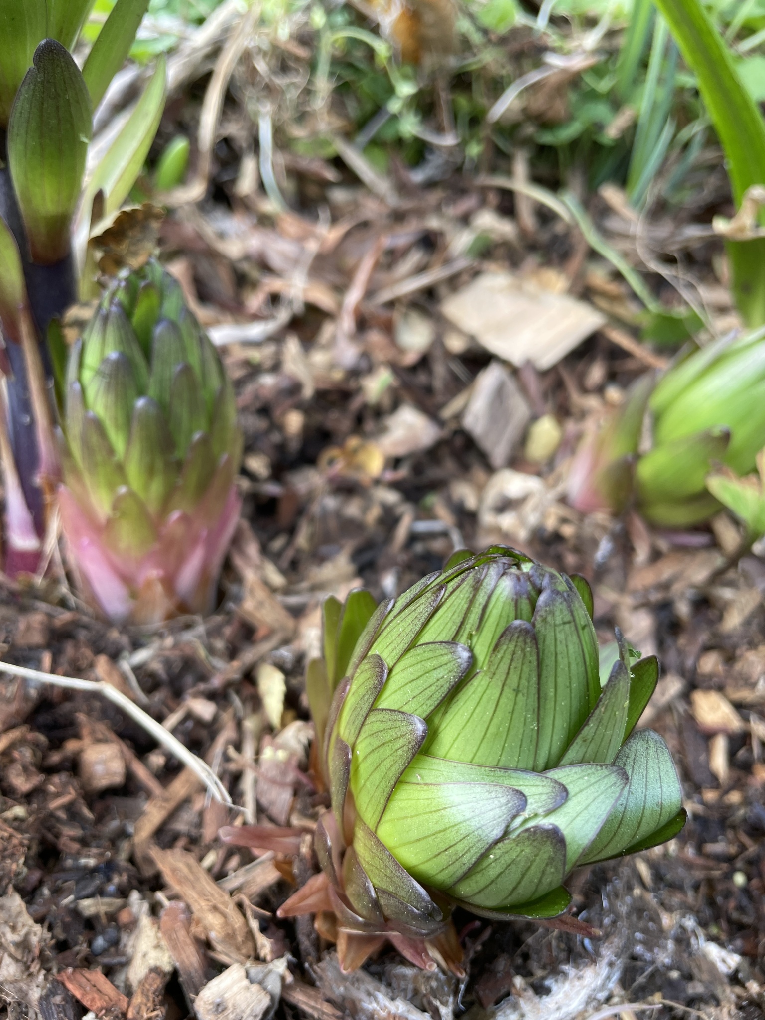 Hyacinth (Hyacinthus orientalis)