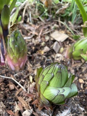 La Jacinthe (Hyacinthus orientalis)