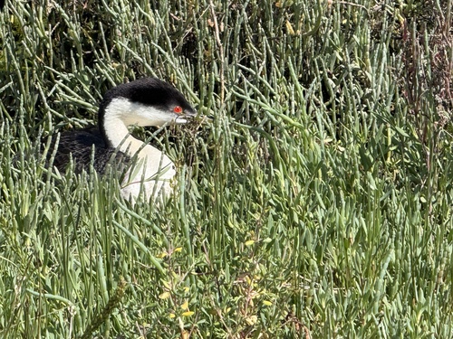 iNaturalist observation photo of Western Grebe