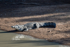 Crocodylus suchus