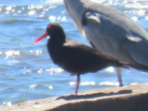 iNaturalist: (c) Gigi Laidler, some rights reserved (CC BY-NC), uploaded by Gigi Laidler iNaturalist image