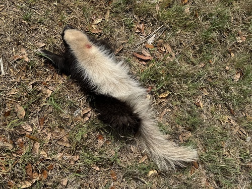 American Hog-nosed Skunk observed by rcdowler