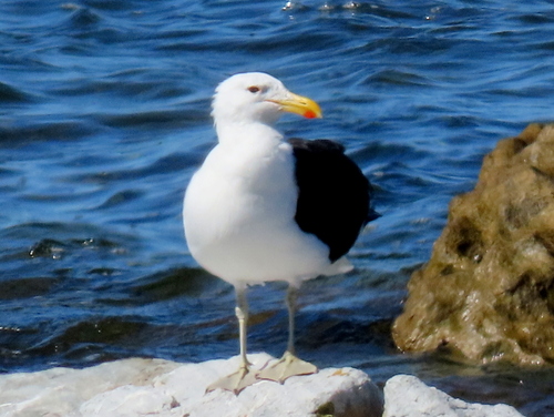 iNaturalist: (c) Gigi Laidler, some rights reserved (CC BY-NC), uploaded by Gigi Laidler iNaturalist image