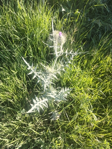 Boar Thistle