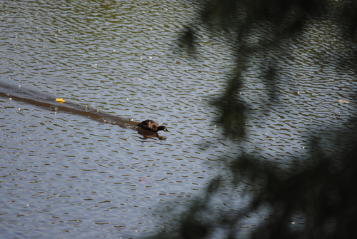 iNaturalist: (c) BelenMC, some rights reserved (CC BY-NC), uploaded by BelenMC iNaturalist image