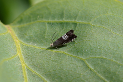 Grapholita compositella