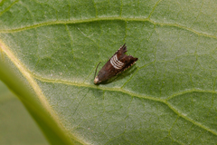 Grapholita compositella