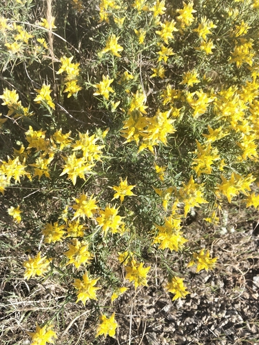 pincushion gorse