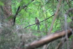 Hierococcyx nisicolor