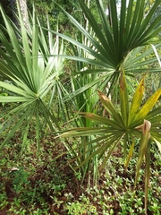 Sabal palmetto