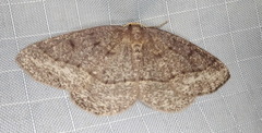 Lambdina pellucidaria