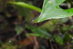 Amphicnemis