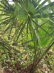 Sabal palmetto